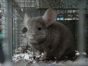 SZYLEX allevamento di cincillà alimentano gabbie per foraggio di cincillà in Polonia 02