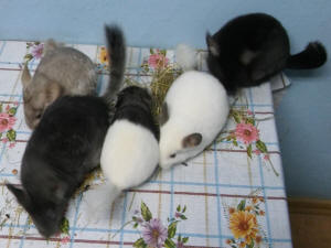 SZYLEX allevamento di cincillà alimentano gabbie per foraggio di cincillà in Polonia 04