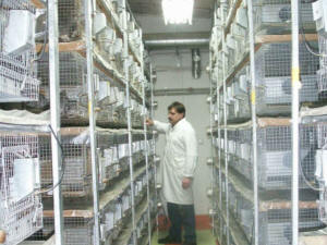 SZYLEX allevamento di cincillà alimentano gabbie per foraggio di cincillà in Polonia 05