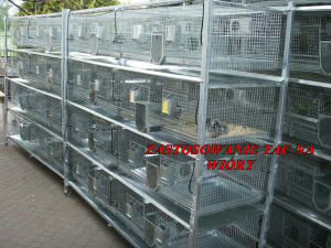 SZYLEX allevamento di cincillà alimentano gabbie per foraggio di cincillà in Polonia 08